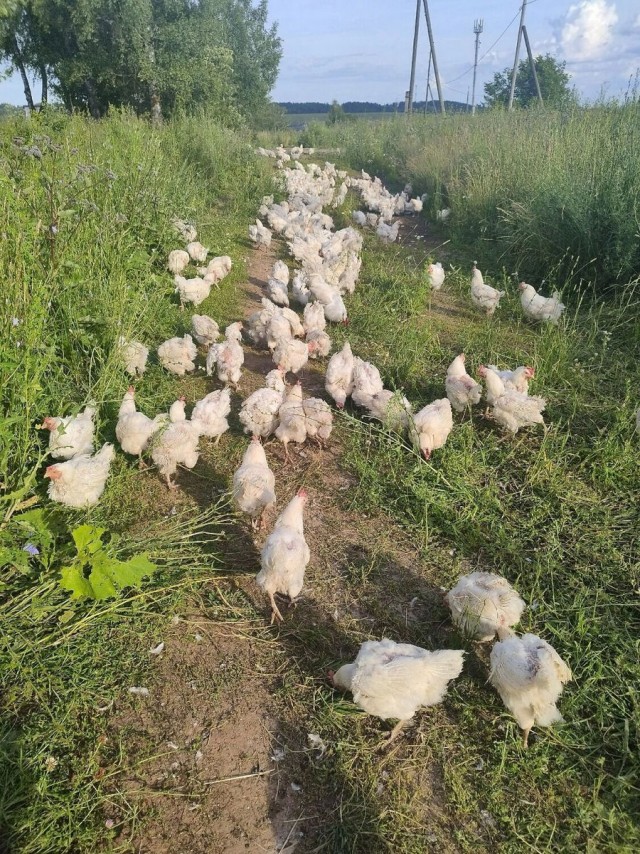 «Куриный апокалипсис»: В удмуртском селе случилось куриное нашествие