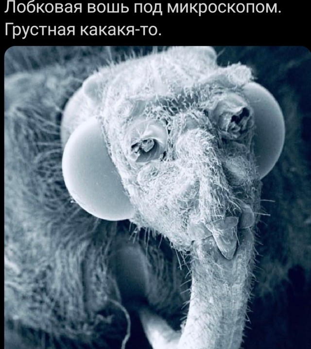 Веселые картинки в понедельник (который вторник) (10.03)