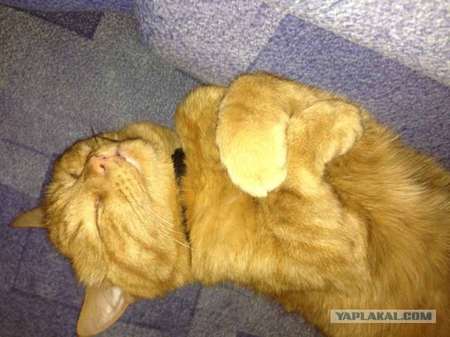 Котовторник 23.07.2013