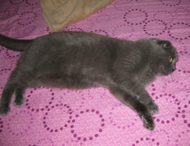 Котовторник на 24.09.2013г