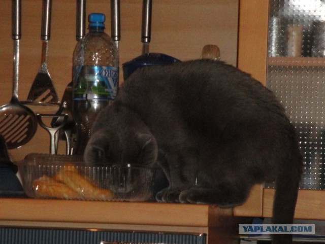 Котовторник  05.11.2013