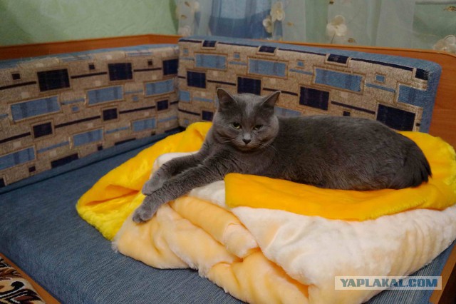 Породы кошек. Часть 1