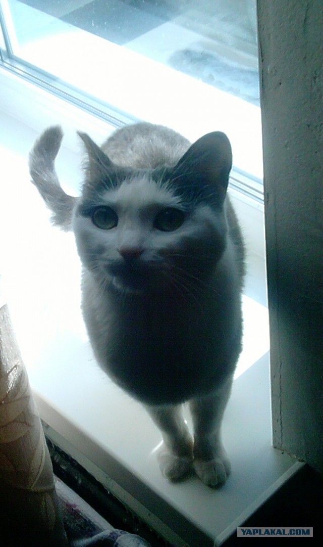Котовторник 6.05.2014