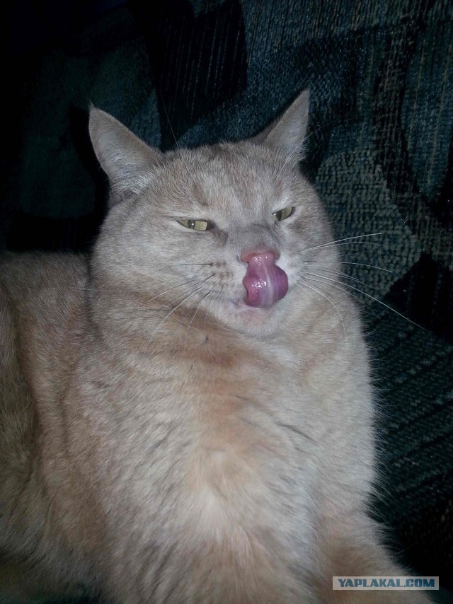 С Котовторником!