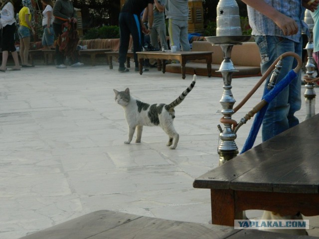 Котовторник 10.06.2014