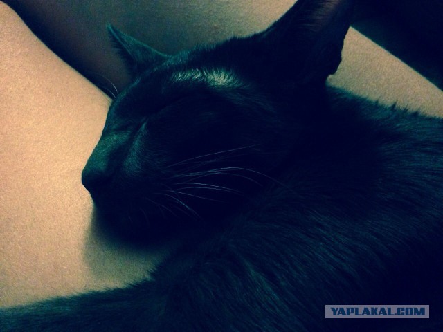 Котовторник 02.09.2014