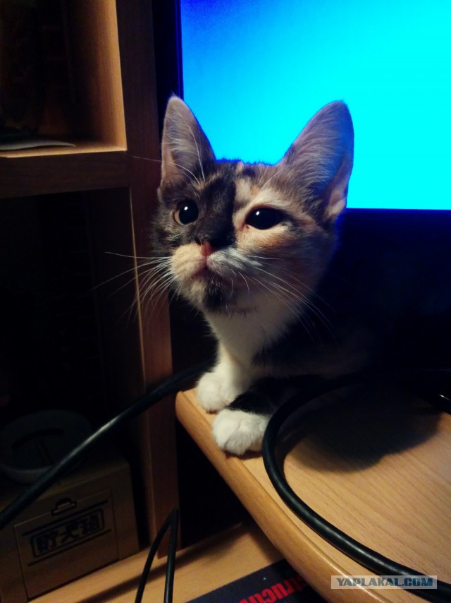 Котовторник 23.09.2014.