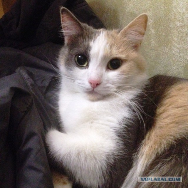 Котовторник 25.11.2014