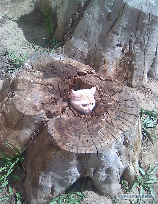 Кошачья логика