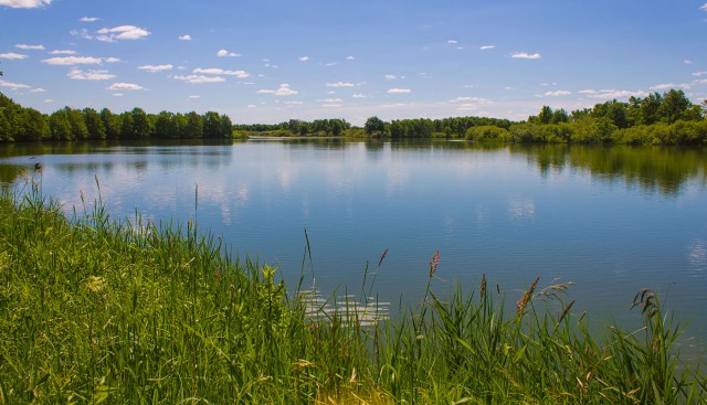 Самые красивые деревья в мире