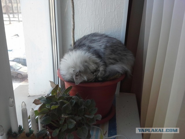 Котики в цветах!