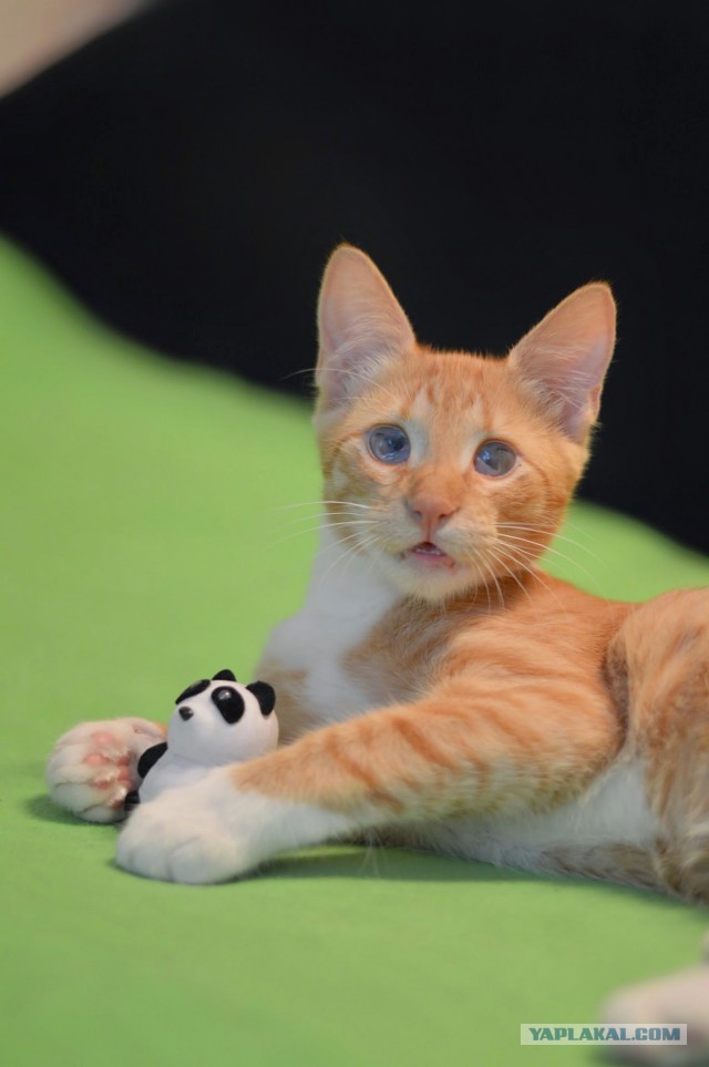 Котовторник