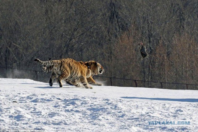 Кошки не всегда падают на все 4 лапы