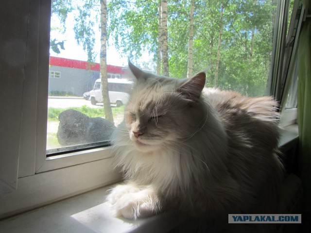 Котовторник 09.06.2015