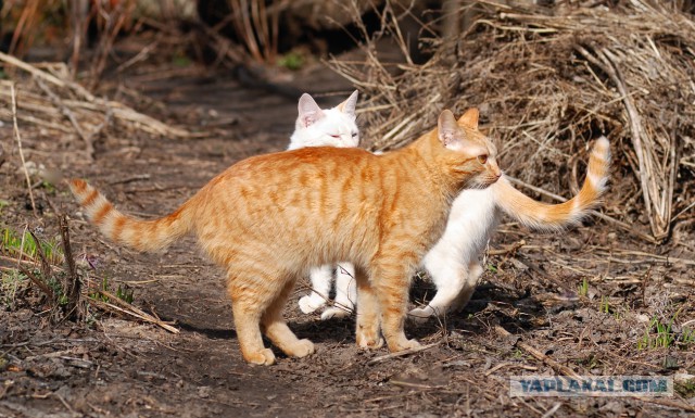 Котовторник 16.06.2015., Котовторник наступил!