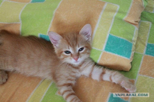 Котовторник 7.07.2015
