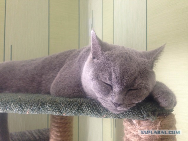 Котовторник