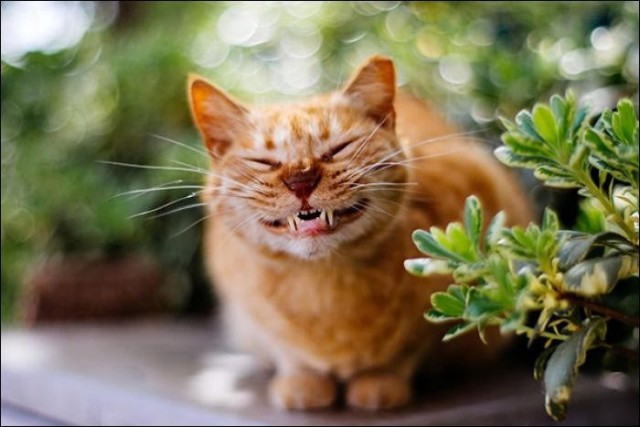 Картинки на рабочий стол