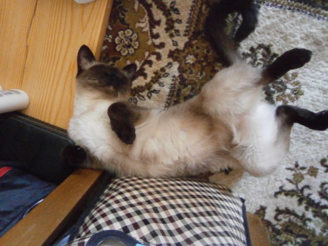 10 удивительных фактов о том, как спят животные