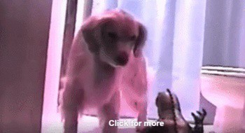 И в номинации "Лучший сторожевой пёс" побеждает...