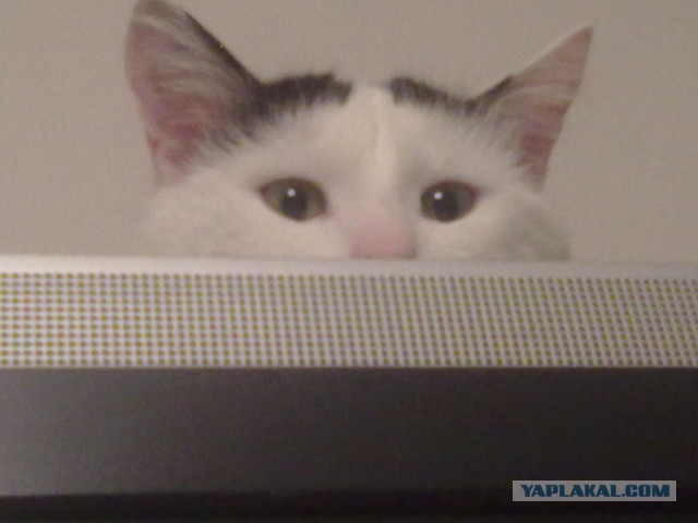 Коты в засаде
