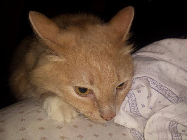 История одного кота