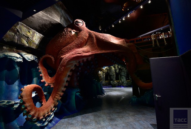 Подготовка к открытию Приморского океанариума на острове Русский во Владивостоке (Часть 2)