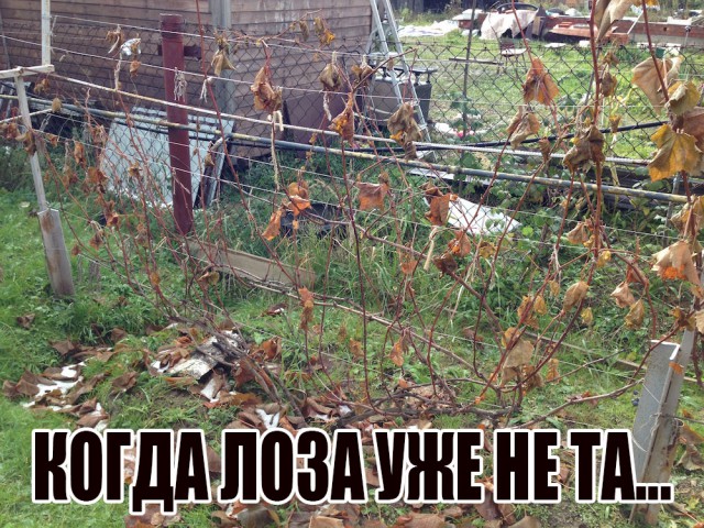 Шнур ответил Лозе