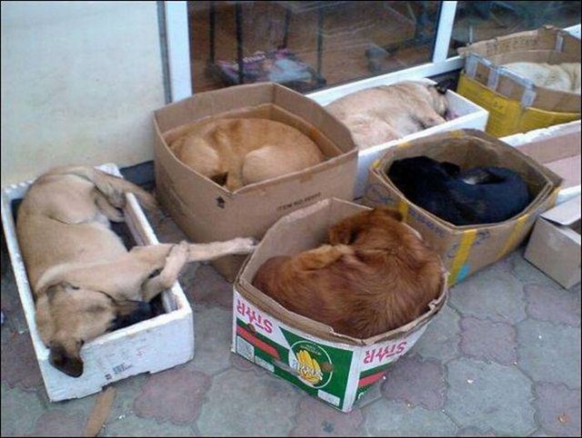 Самые смешные животные