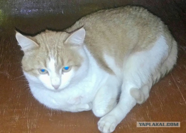 Настоящий охотничий кот