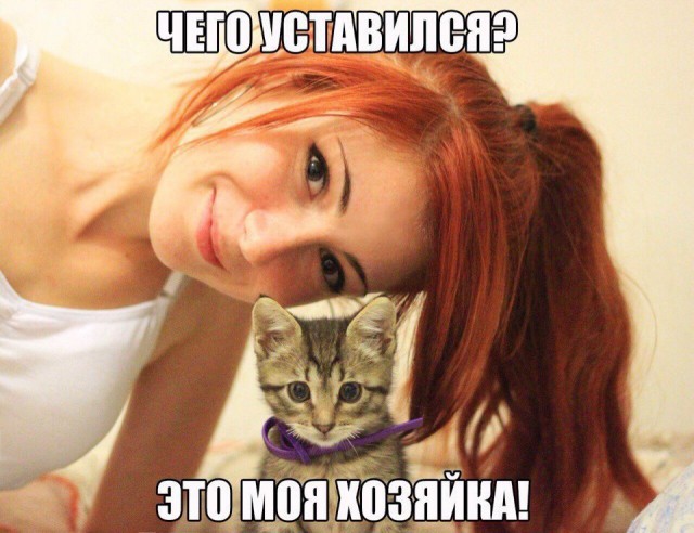 Коты из сети