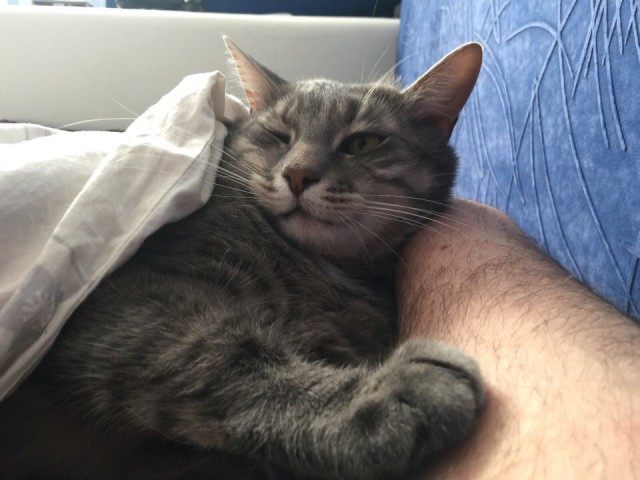 Коты и Кошки