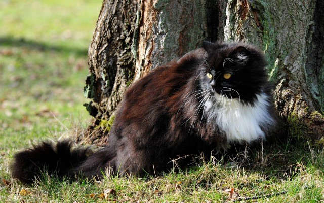Коты и Кошки