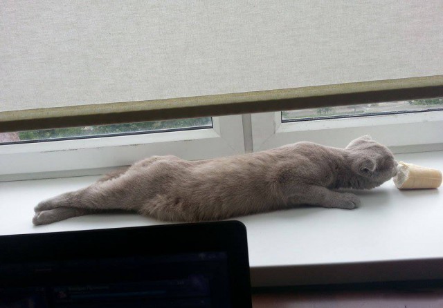 Коты и Кошки