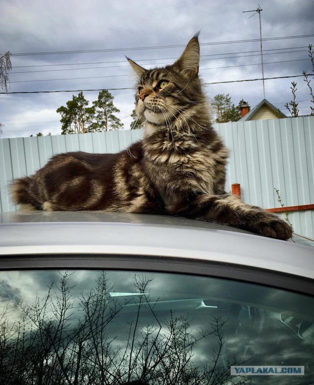 Котовторник 30.05.2017