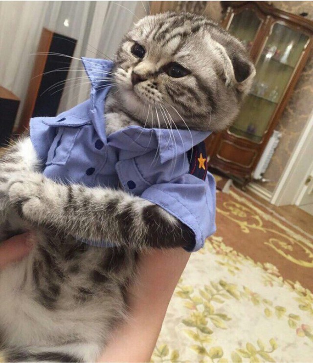 Коты и Кошки