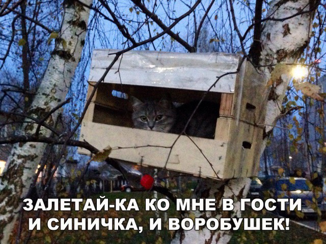 Коты и Кошки