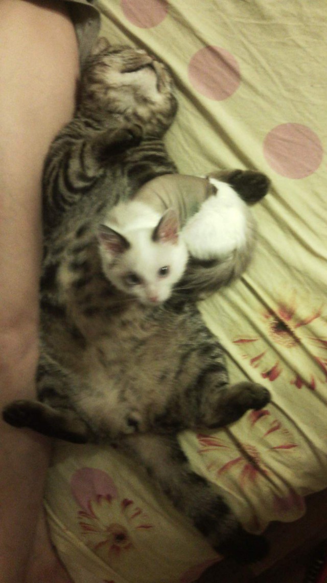 Осеннему котовторнику быть!
