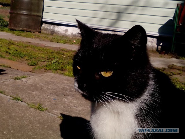 Котовторник  10.10.2017