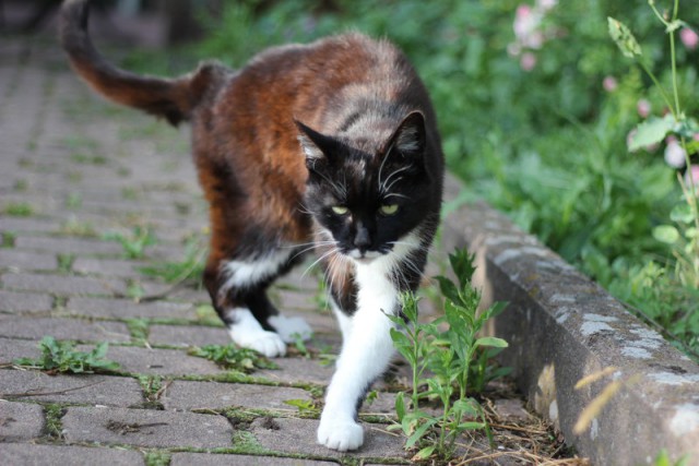 Коты и Кошки