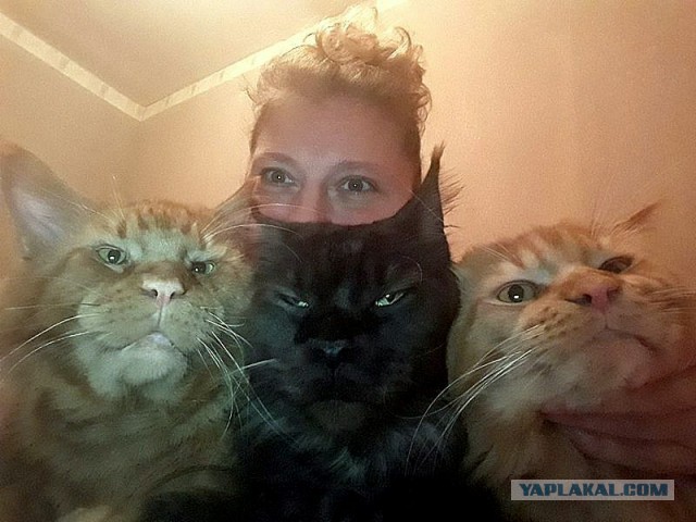 Джокер и его семья