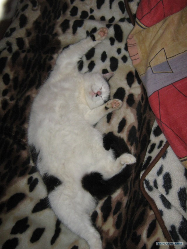 Методика воспитания котов