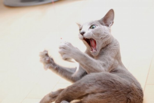 Котовторник ждали? А вот и он!