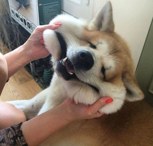 Живность из сети