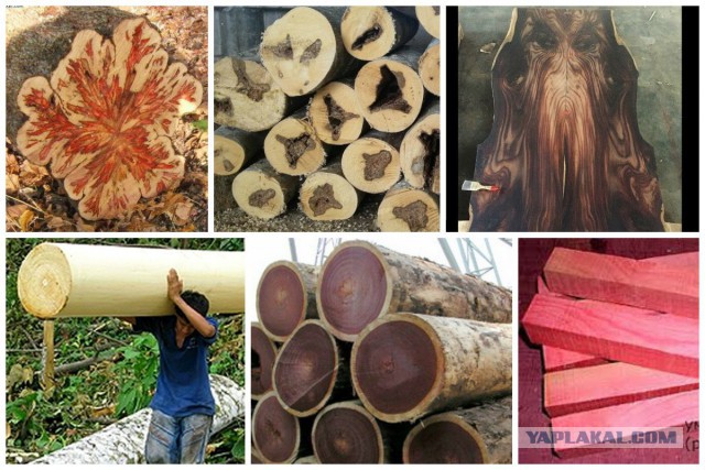 Что мы знаем о деревьях? Вот какие тайны хранит древесина