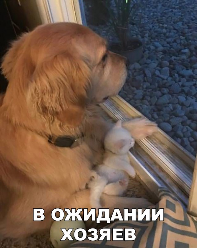 Милые животные. Мимиметр сломался