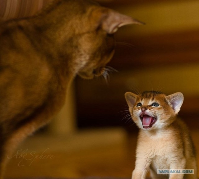 Котейкин вторник! Космический 12.04!