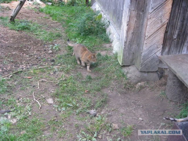 Жизнь домашнего приюта для котеек 240