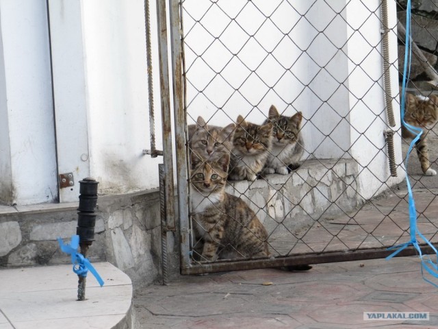 Котовторник
