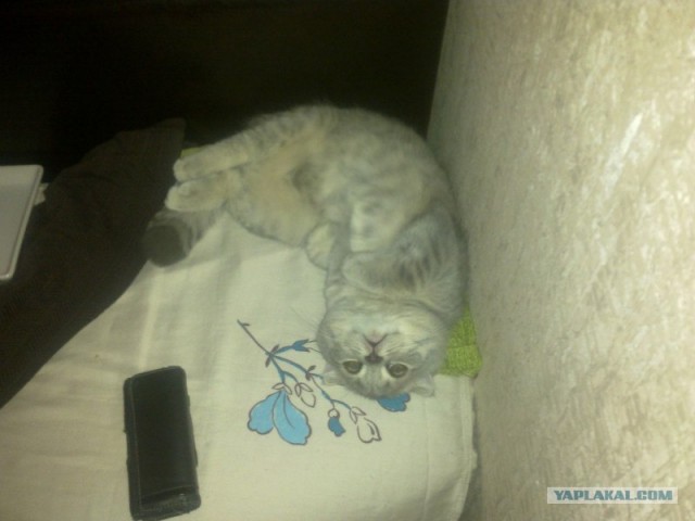 Котовторник 06.12.2011